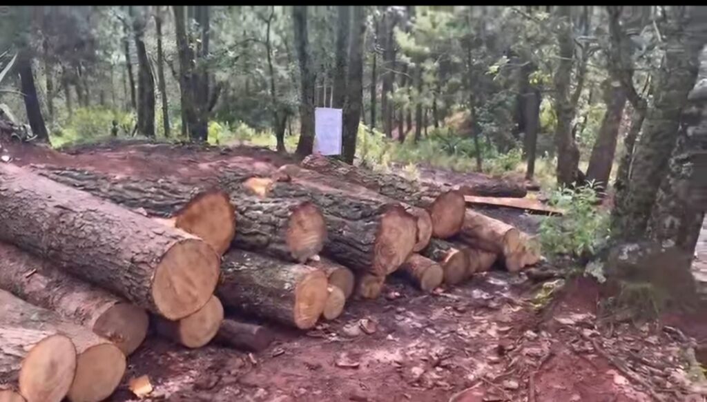 La deforestación no se detiene en Amealco