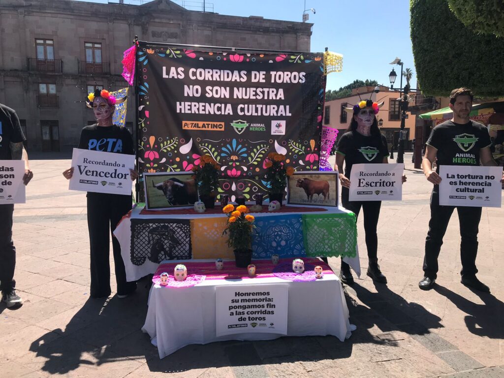 Con altar piden frenar el maltrato a los Toros en Querétaro