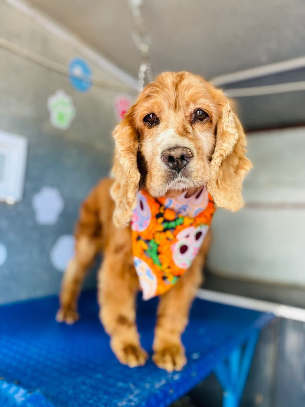 Cero tolerancia al maltrato animal en El Marqués