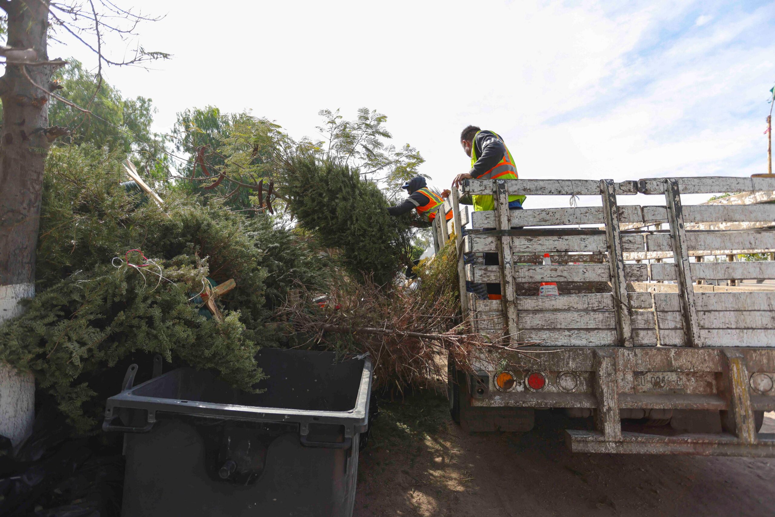 En Corregidora reciclarán Árboles de Navidad