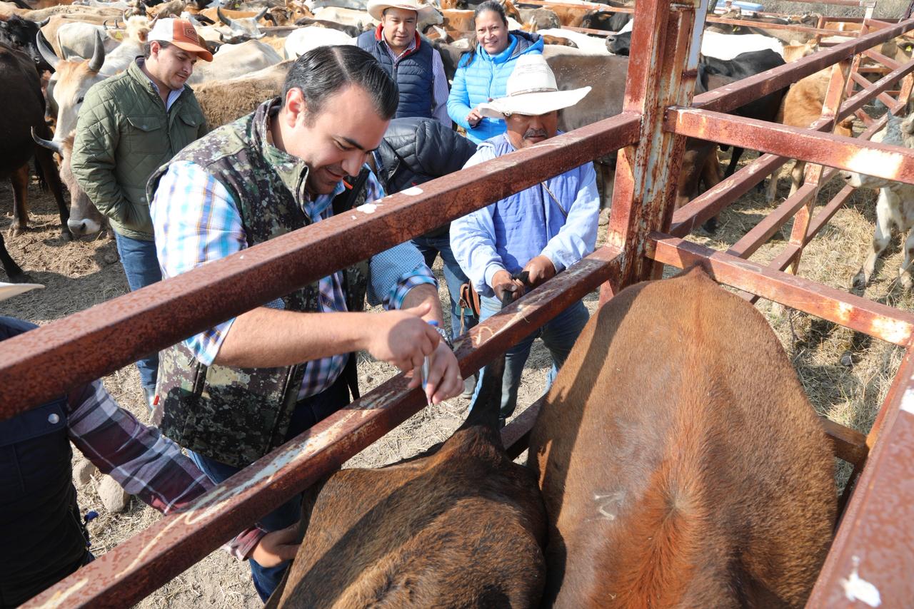 Vacunan ganado bovino en El Zamorano