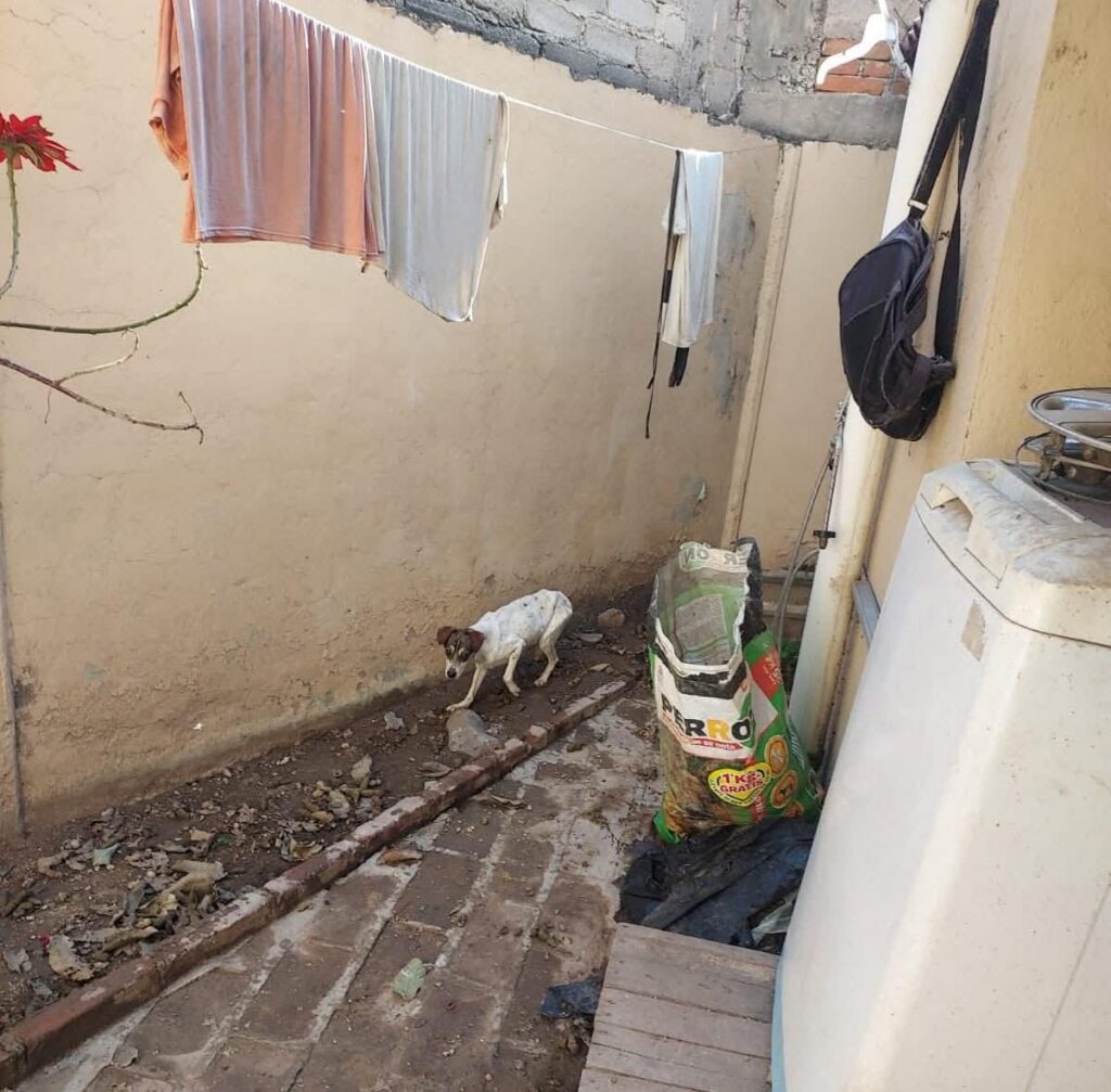 Rescatan a ocho perritos en condiciones de abandono