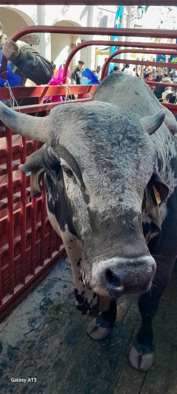 El Paseo del Buey en El Pueblito