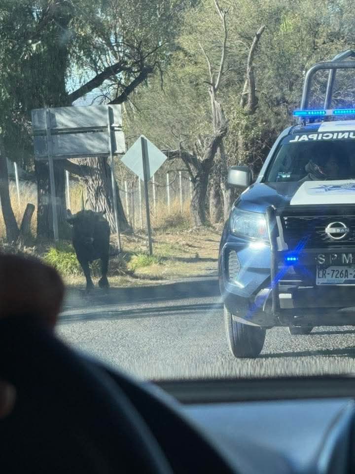 Toro suelto deja lesionados y daños en Pedro Escobedo