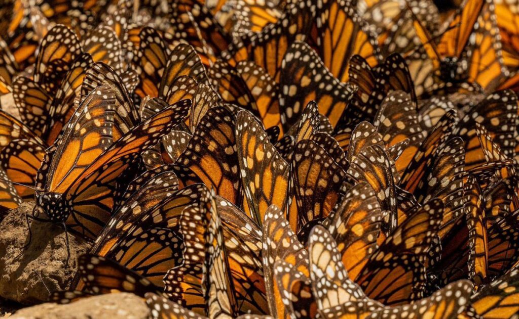Mariposa monarca repunta 64% en México durante temporada 2025-2026