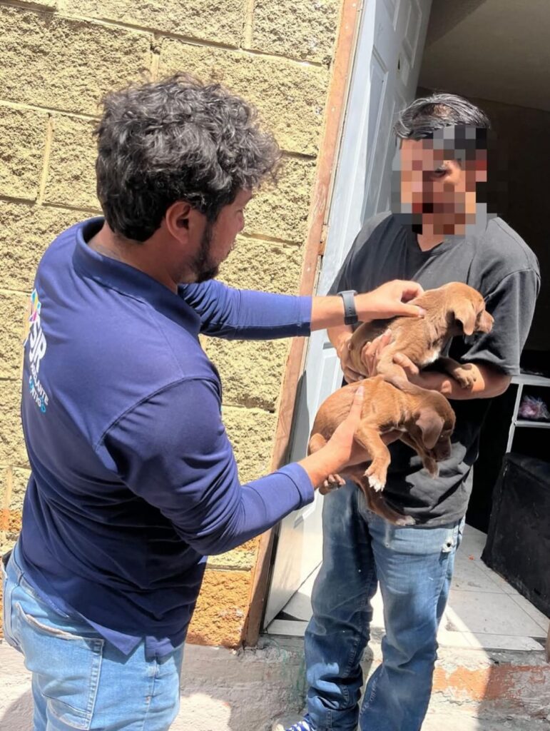 Rescatan a perritos usados para crianza ilegal