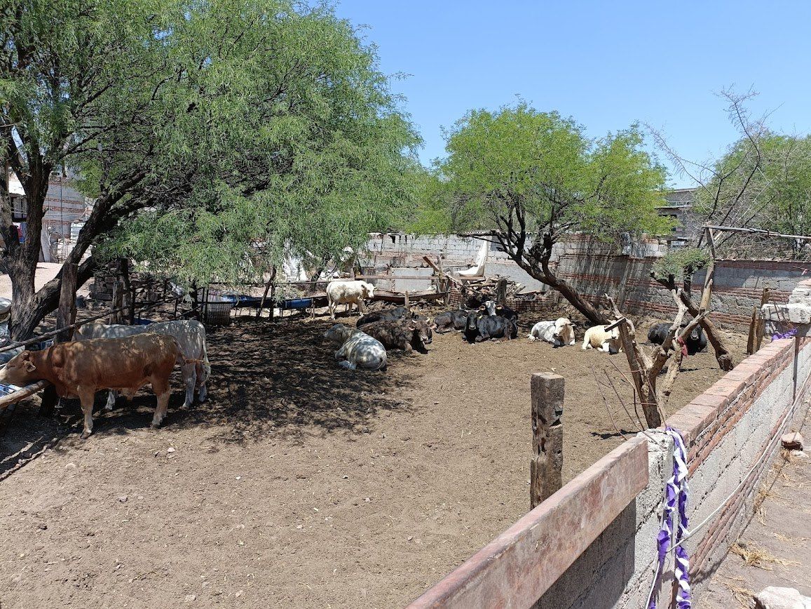 Tequisquiapan activa comité de atención por casos de gusano barrenador.