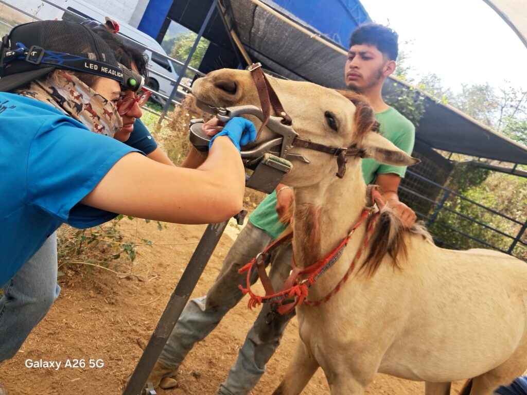 Éxito en la 3ra Campaña Equina 2026 en Jalpan de Serra