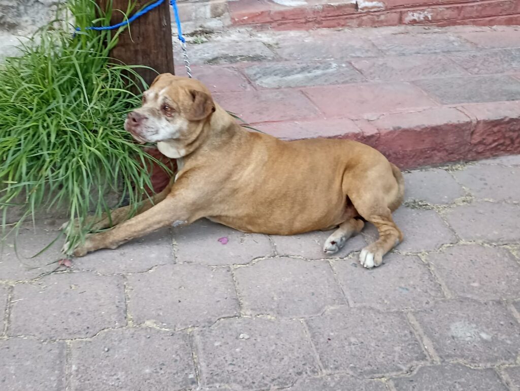 Ataque de perro lesiona a mujer