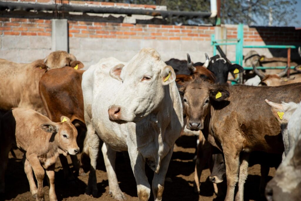 Autoridades municipales, estatales y ganaderas implementan programa de identificación de ganado