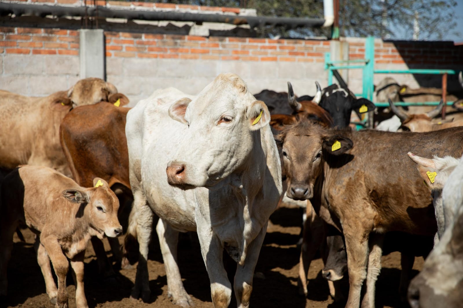 Autoridades municipales, estatales y ganaderas implementan programa de identificación de ganado