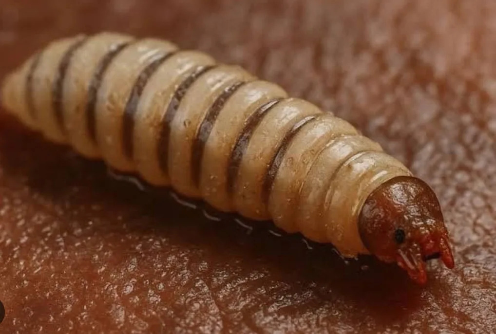 Confirman primer caso de gusano barrenador en San Juan del Río