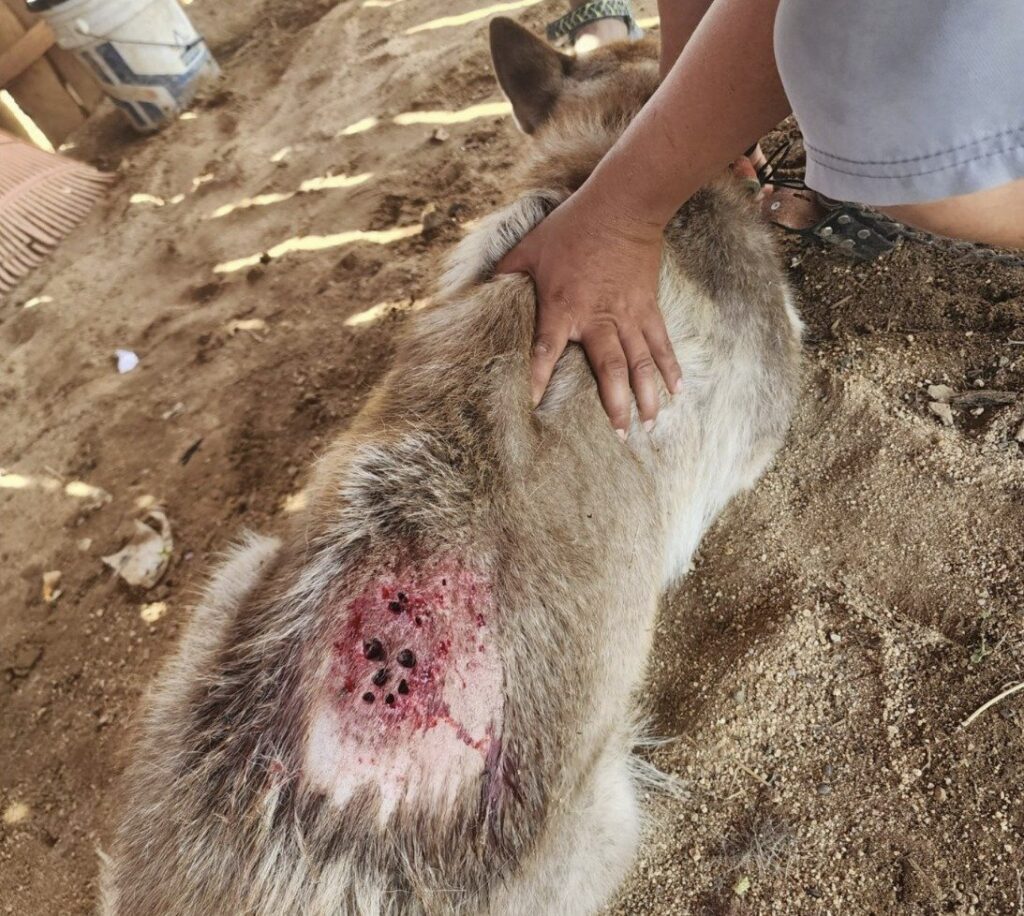 Confirman primer caso de gusano barrenador en perros en San Juan