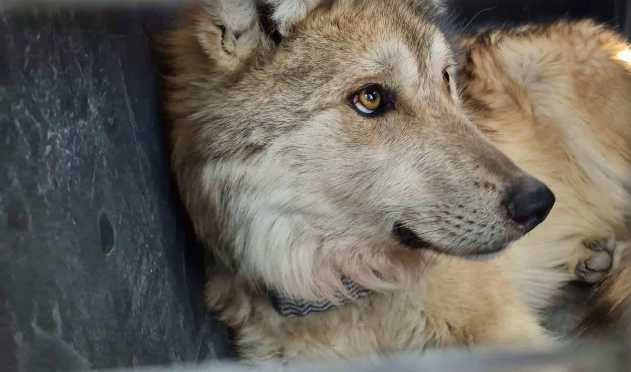 Reintroducen con éxito familia de lobos mexicanos en la Sierra Madre Occidental