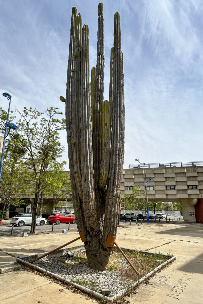 En España buscan salvar cactus milenario regalado por México