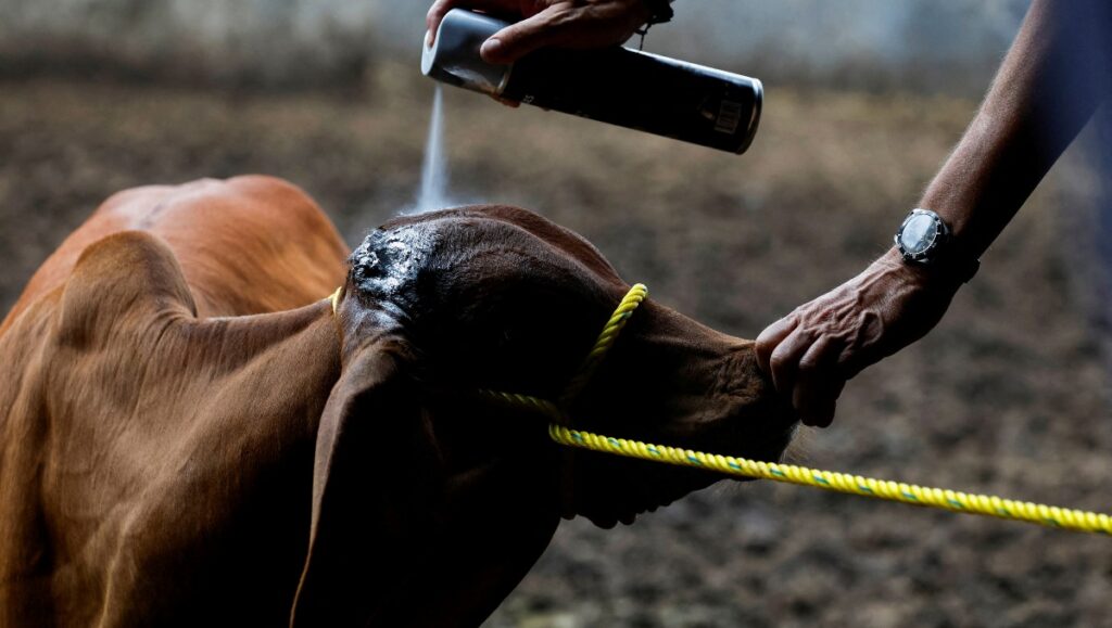 Confirman segundo caso de gusano barrenador en San Juan del Río