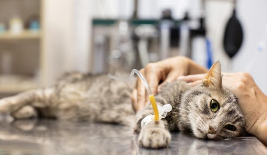 Mueren 11 gatos por brote de panleucopenia felina en San Juan