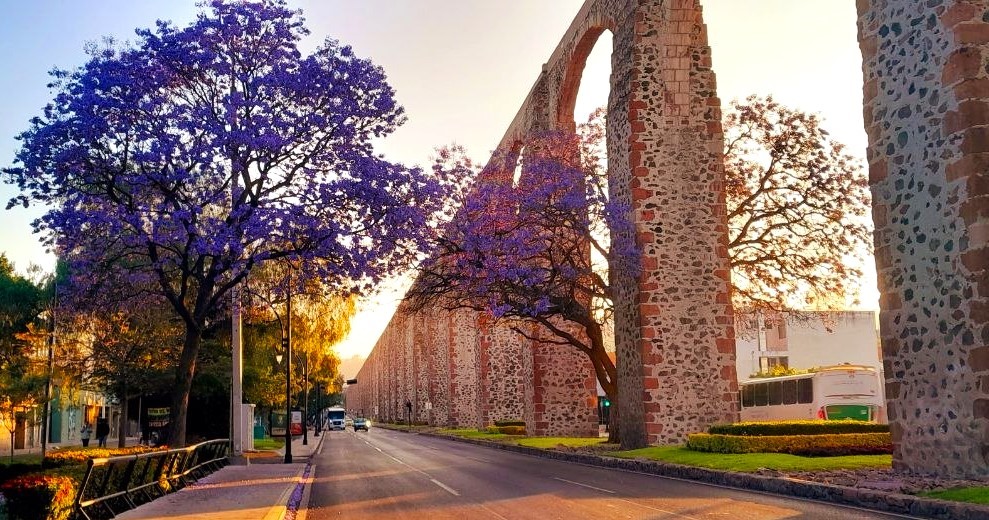 Jacarandas en Querétaro: el árbol que no es de aquí… pero ya es nuestro