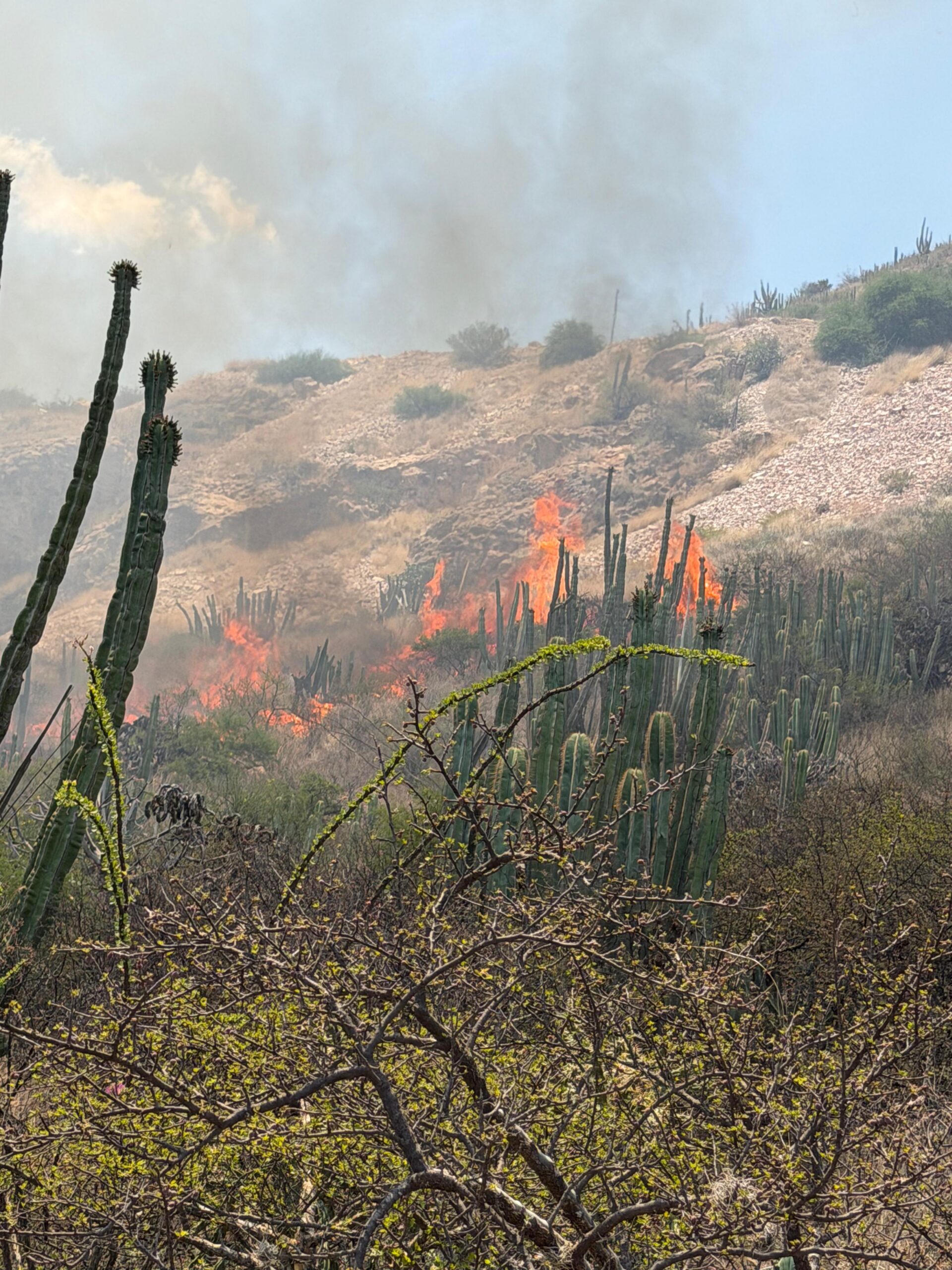 Otro incendio en Tolimán…