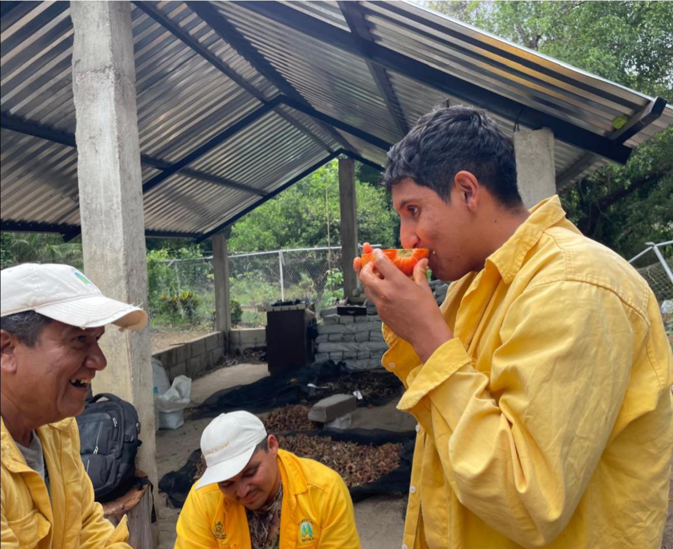 Impulsan producción de papaya para fortalecer al campo queretano