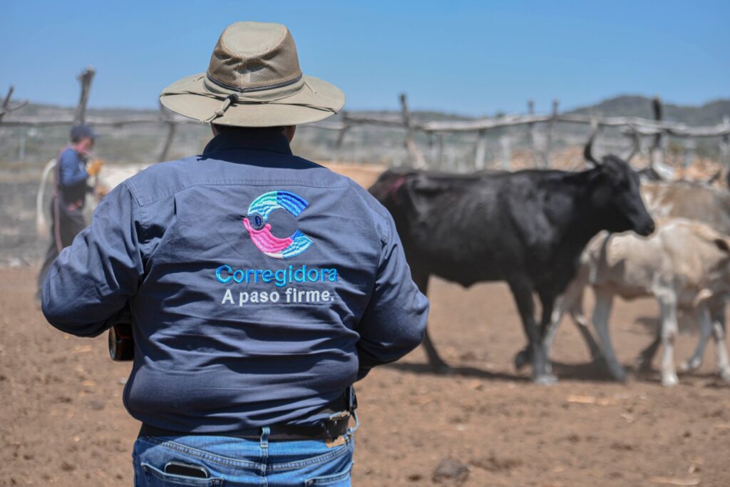 Vacunan ganado en La Cueva con Jornada de Salud Animal
