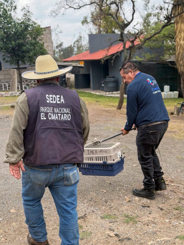 IMCA resguarda serpiente y libera mofeta en Corregidora